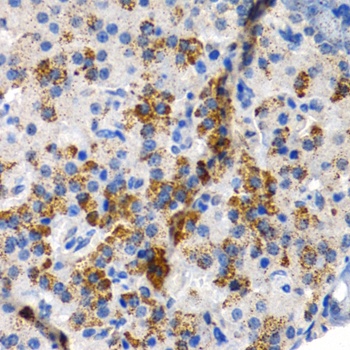 CYP24A1 Antibody