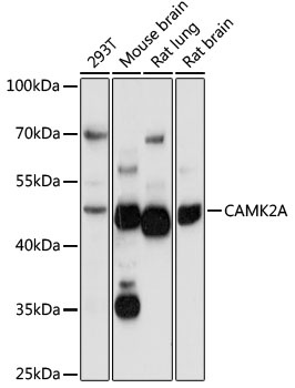 CAMK2A Antibody