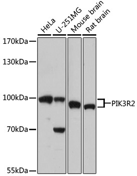 PIK3R2 Antibody