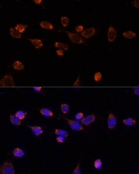 PDHA1 Antibody