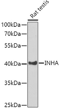 INHA Antibody