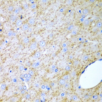 INHA Antibody