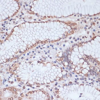 Lamin A / C Antibody
