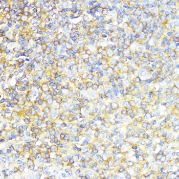 MLKL Antibody