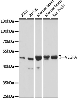 VEGFA Antibody