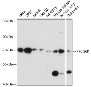 P70 S6K Antibody