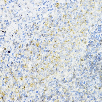 AMPK alpha 1 Antibody