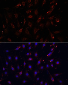 NFKBIA Antibody
