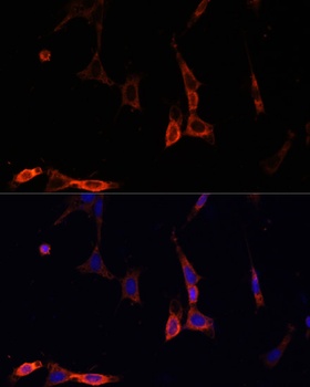 NFKBIA Antibody