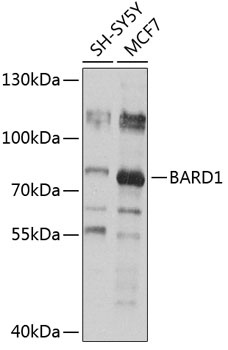 BARD1 Antibody