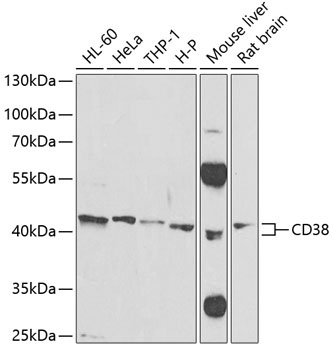 CD38 Antibody