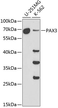 PAX3 Antibody
