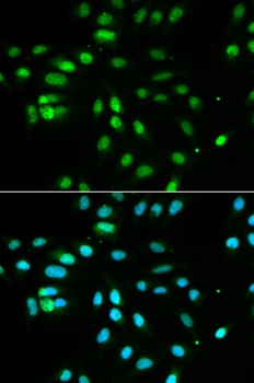 PAX3 Antibody