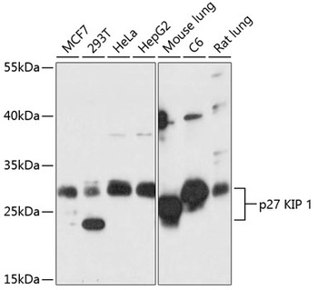 p27 KIP 1 Antibody