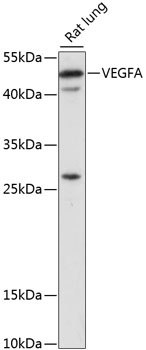 VEGFA Antibody