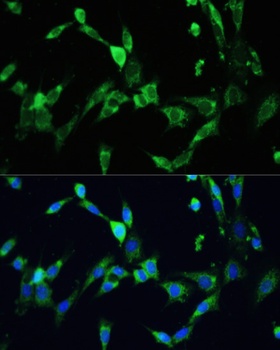 VEGFA Antibody