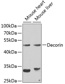 Decorin Antibody