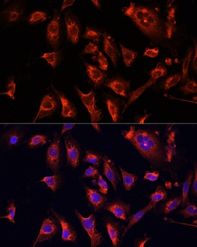ERK1 / ERK2 Antibody