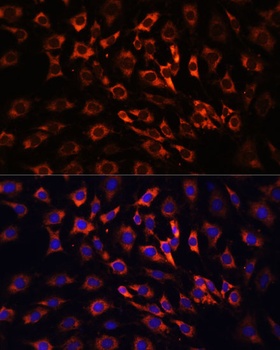 ERK1 / ERK2 Antibody