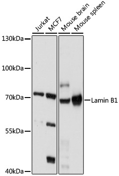 LMNB1 Antibody