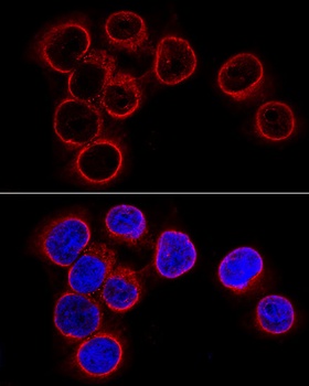 LMNB1 Antibody
