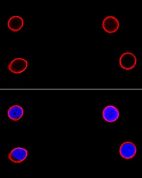 LMNB1 Antibody