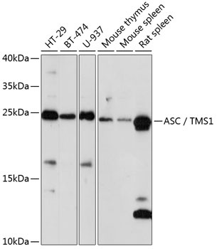ASC / TMS1 Antibody