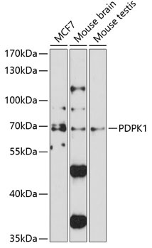 PDPK1 Antibody