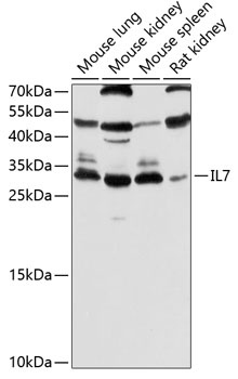 IL7 Antibody