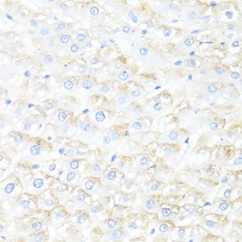 IL7 Antibody
