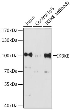 IKBKE Antibody