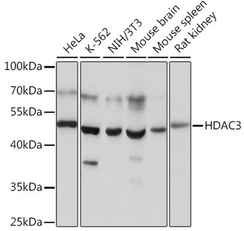 HDAC3 Antibody