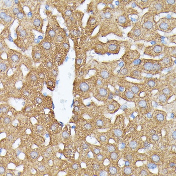 NUBP1 Antibody