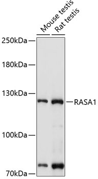 RASA1 Antibody