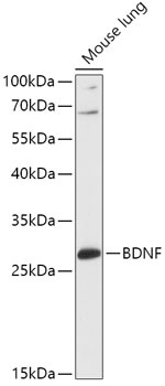 BDNF Antibody