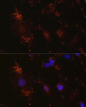 NTN1 Antibody