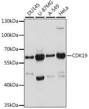 CDK19 Antibody