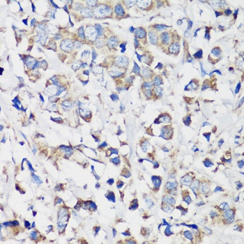 Cyclin B1 Antibody