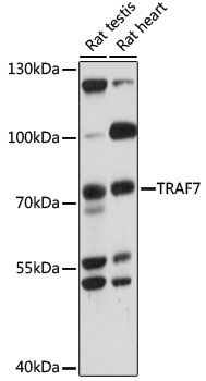 TRAF7 Antibody
