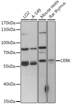 CERK Antibody