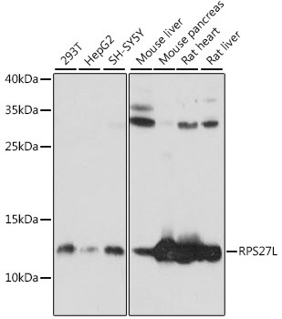 RPS27L Antibody
