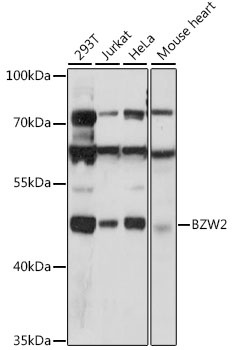 BZW2 Antibody