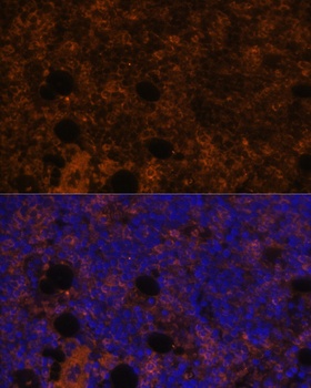 CD11B Antibody