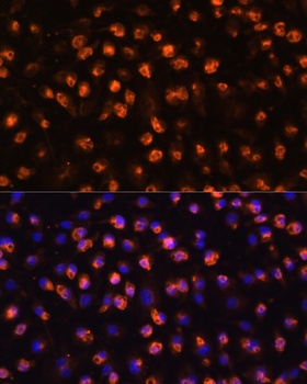CD11B Antibody