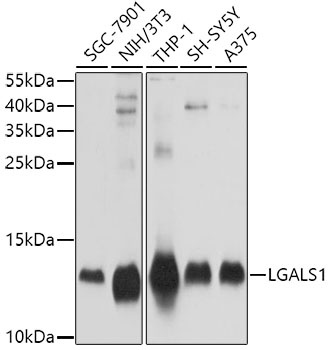 LGALS1 Antibody