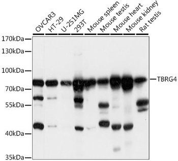 TBRG4 Antibody