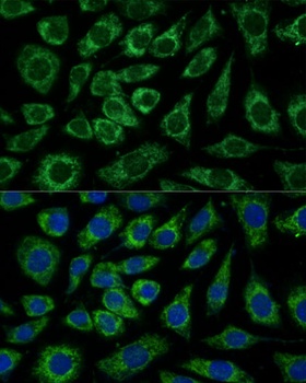 NDUFA4 Antibody