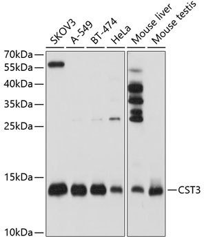 CST3 Antibody