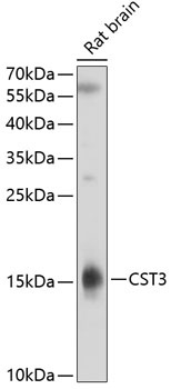 CST3 Antibody