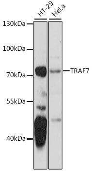 TRAF7 Antibody